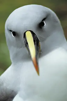 Bills: Grey Headed Albatross