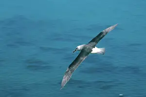 Mollymawk: Grey-headed Albatross