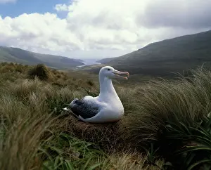 Mollymawk: Grey-headed Albatross