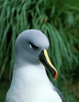 Mollymawk: Grey-headed Albatross