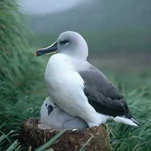 Mollymawk: Grey-headed Albatross