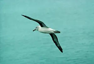 Edwin Mickleburgh: Grey-headed Albatross - In flight