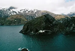 Edwin Mickleburgh: Grey-headed Albatross - in flight