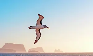 Renato Granieri: Grey-headed Albatross in flight with rocks in the