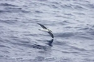 Chrysostoma: Grey Headed Albatross - In flight over sea