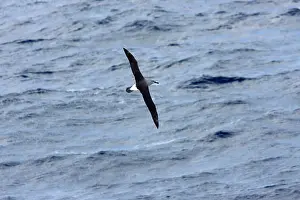 Chrysostoma: Grey-Headed Albatross - Flying over sea