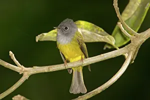 Ceylonensis: Grey-headed Canary-Flycatcher