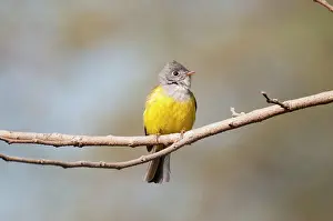 Ceylonensis: Grey-headed Canary Flycatcher