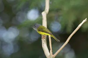 Inhabits: Grey-headed Canary Flycatcher - Inhabits forests