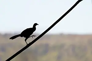 Cart: Grey-headed Chachalaca - Silhouette Ortalis cinereiceps Cart