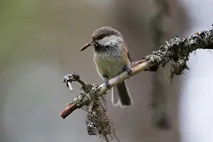 Finnish: Grey-headed chickadee (Poecile cinctus) with food