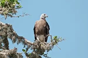 Ichthyaetus: Grey-headed Fish Eagle - perched on lichen covered branch