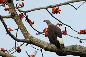 Ichthyaetus: Grey-headed Fishing Eagle