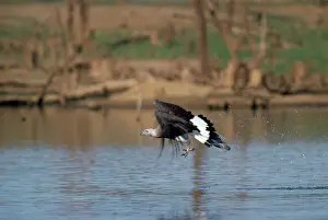 Ichthyaetus: Grey headed Fishing / Grey-headed Fish Eagle - fishing