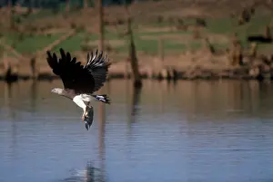 Ichthyaetus: Grey headed Fishing / Grey-headed Fish Eagle - fishing