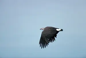 Ichthyaetus: Grey headed Fishing / Grey-headed Fish Eagle - in flight