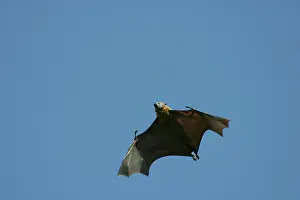 Pteropus: Grey-headed Flying Fox