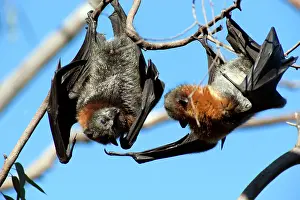Pteropus: Grey-headed Flying Fox