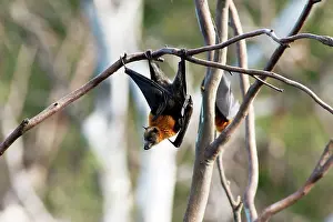 Pteropus: Grey-headed Flying Fox
