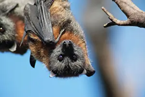 Pteropus: Grey-headed Flying Fox
