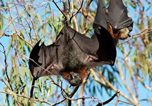 Pteropus: Grey-headed Flying Fox