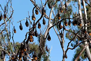 Pteropus: Grey-headed Flying Fox