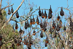 Pteropus: Grey-headed Flying Fox