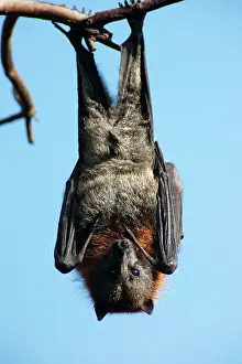 Pteropus: Grey-headed Flying Fox