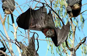 Pteropus: Grey-headed Flying Fox