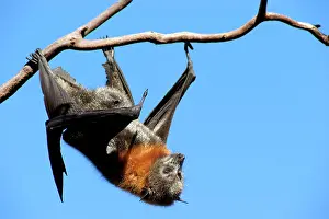 Pteropus: Grey-headed Flying Fox