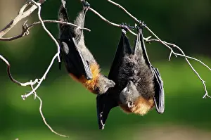 Pteropus: Grey-headed Flying Fox