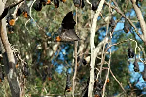 Pteropus: Grey-headed Flying Fox