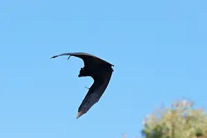 Pteropus: Grey-headed Flying Fox