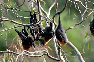 Pteropus: Grey-headed Flying Fox