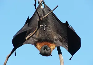 Pteropus: Grey-headed Flying Fox
