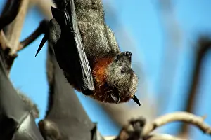 Pteropus: Grey-headed Flying Fox