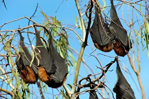 Pteropus: Grey-headed Flying Fox