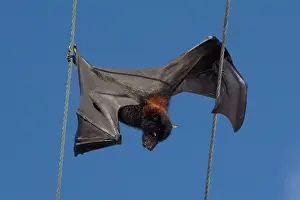 Eric Lindgren: Grey-headed Flying Fox - hangs dead from a power