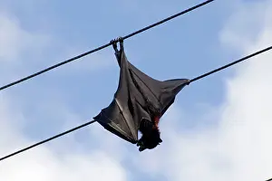 Eric Lindgren: Grey-headed Flying Fox - hangs dead from a power