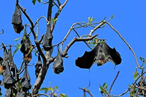 Headfirst: Grey-headed flying fox (Pteropus poliocephalus)