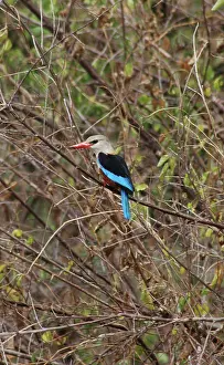 Grey Headed / Grey-headed Kingfisher - Perched on branch