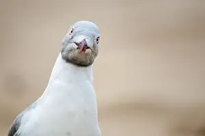 Kwazulu: Grey-headed Gull (Chroicocephalus cirrocephalus