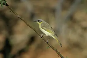 Honeyeaters: Grey-headed Honeyeater