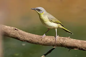 Honeyeaters: Grey-headed Honeyeater