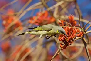 Honeyeaters: Grey-headed Honeyeater