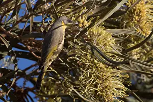 Hakea: Grey-headed Honeyeater - Feeding on a Hakea macrocarpa