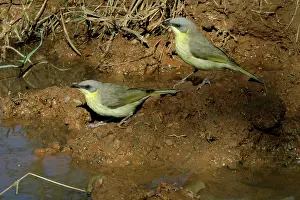 Honeyeaters: Grey-headed Honeyeaters