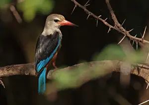 Leucocephala: Grey-headed Kingfisher