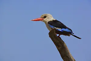 Leucocephala: Grey-headed Kingfisher