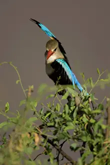 Leucocephala: Grey-headed Kingfisher, Halcyon leucocephala